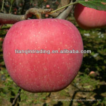 fresh apple exporter